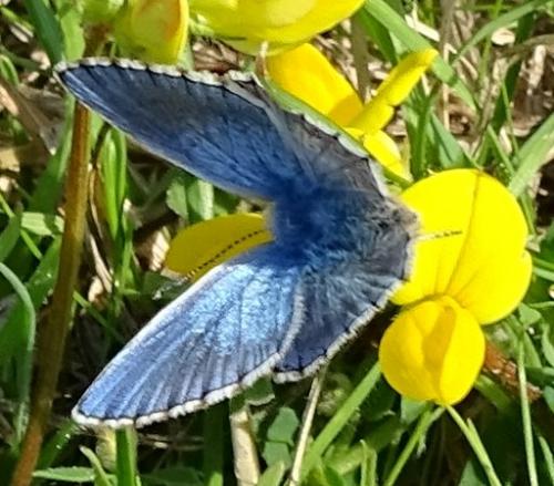 Réf. 192 229 : Polyommatus bellargus